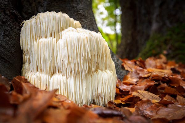 The "Smart" Mushroom That Could Keep You Mentally Sharp For Life about Maximum Memory Support