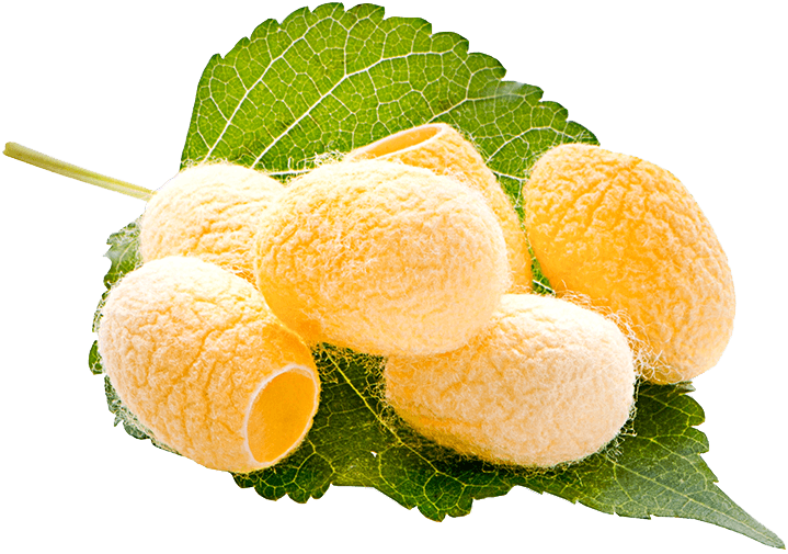Silk Protein