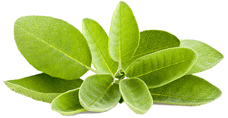 Sage