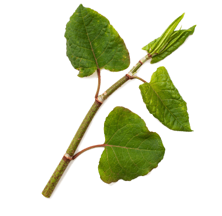 Resveratrol
