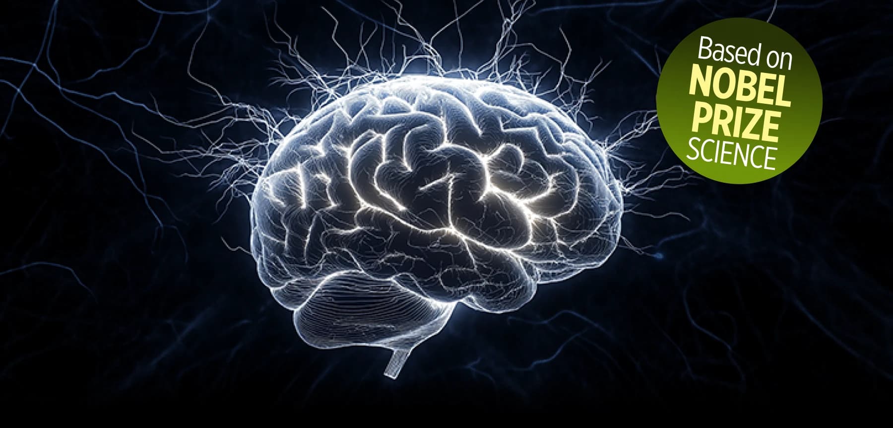 Brain