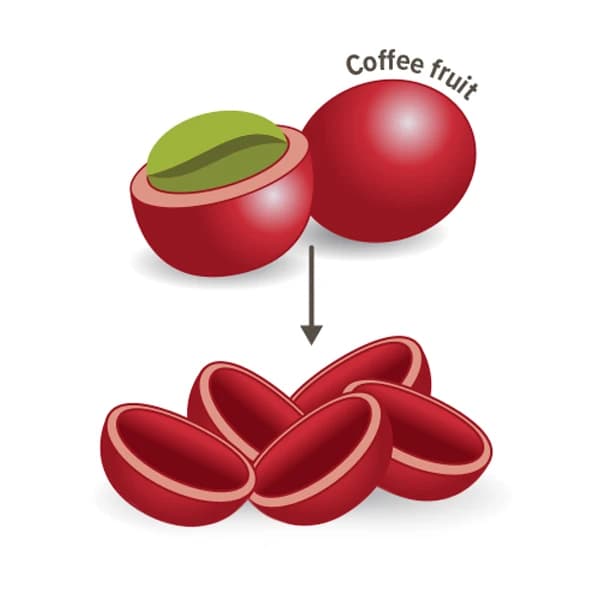 Coffee fruit