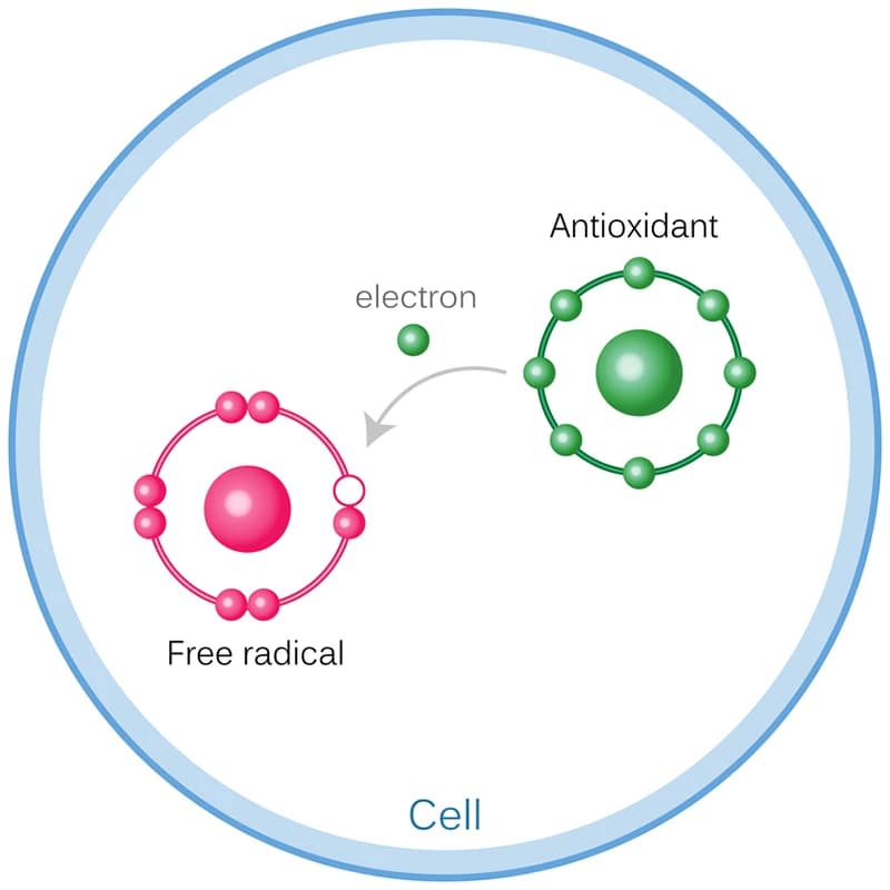 How antioxidants work