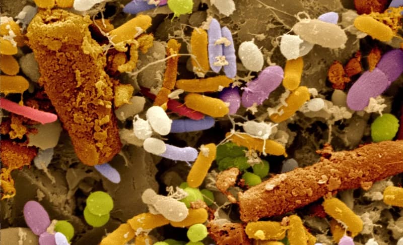 Healthy human feces