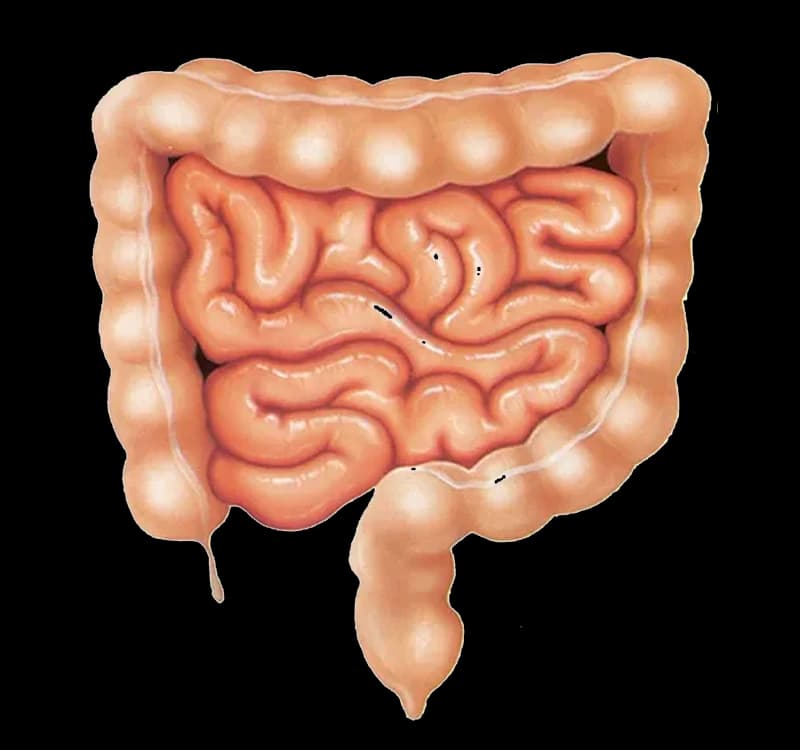 The human bowel