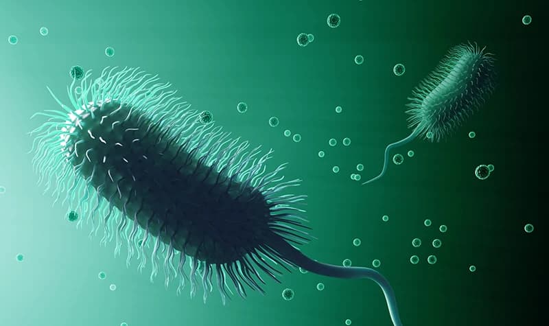 C. Diff. bacteria