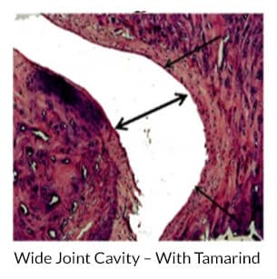 Wide Joint Cavity - With Tamarind