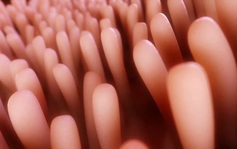 Villi
