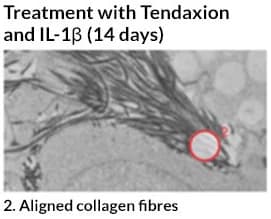 Treatment with Tendaxion and IL-13 (14 days)