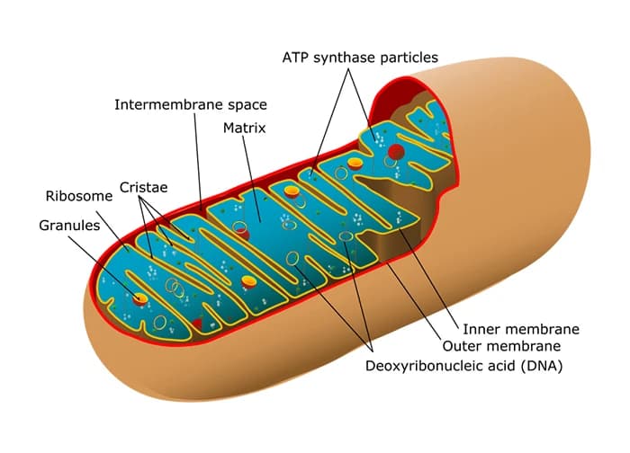 Mitochondria