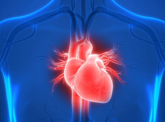 Human Heart Anatomy