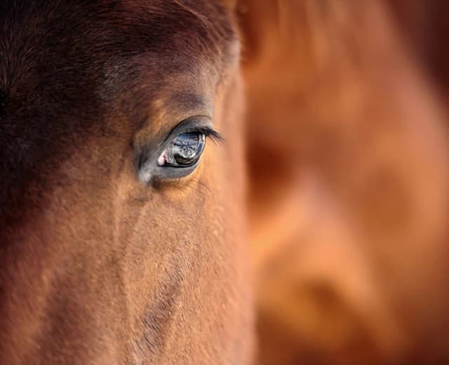 Horse eye