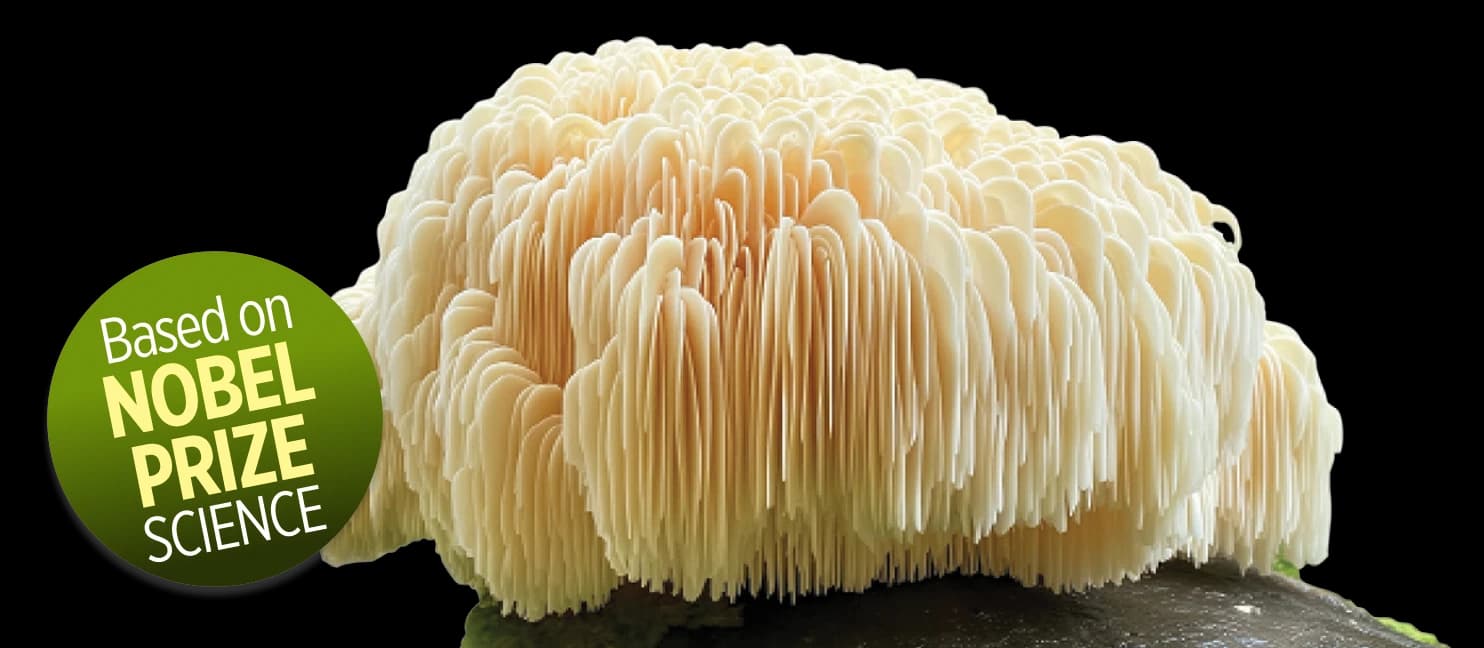 Lion’s Mane Mushroom