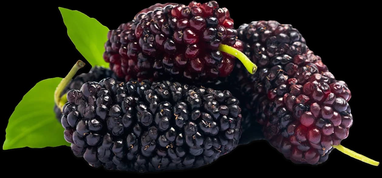Mulberries