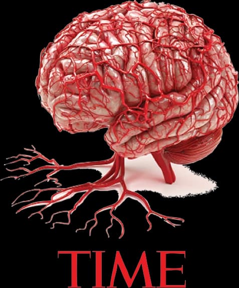 Brain