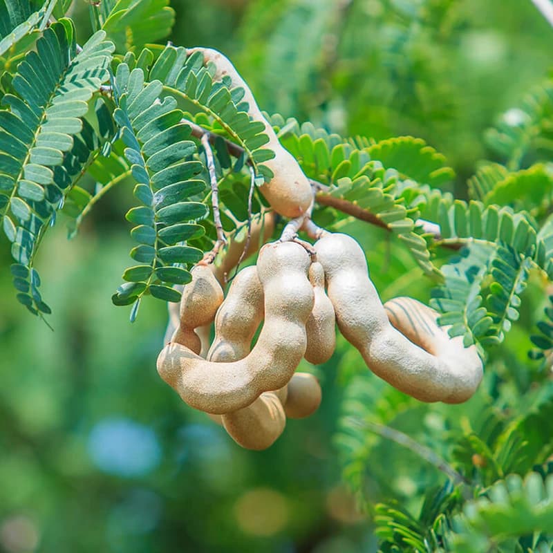 Tamarind