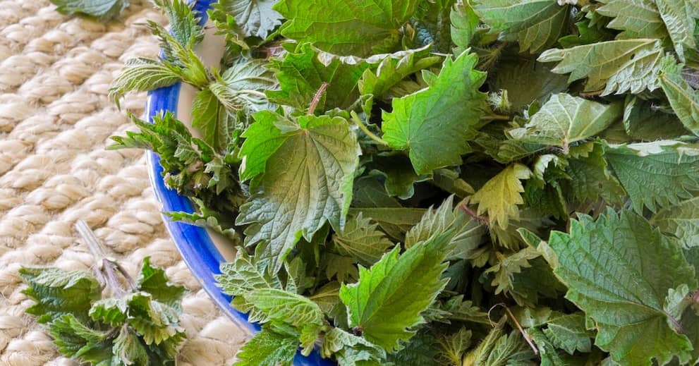 This Invasive Weed Stings Like a Jellyfish – But It has a Good Side about false