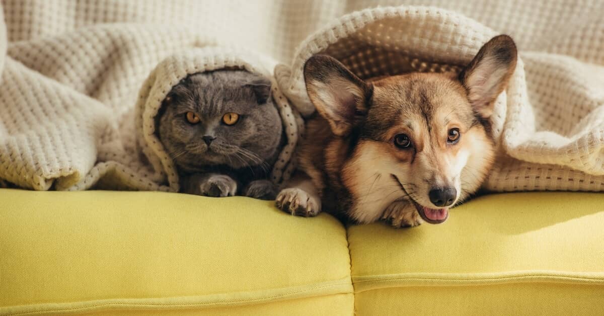 The All-Natural Health-Promoter That Snuggles up to You about My Sleep Miracle
