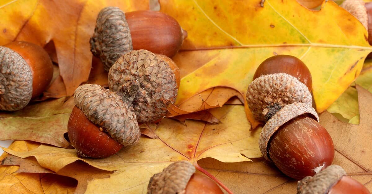 The Surprising Superfood in Your Own Backyard about ComfortPro