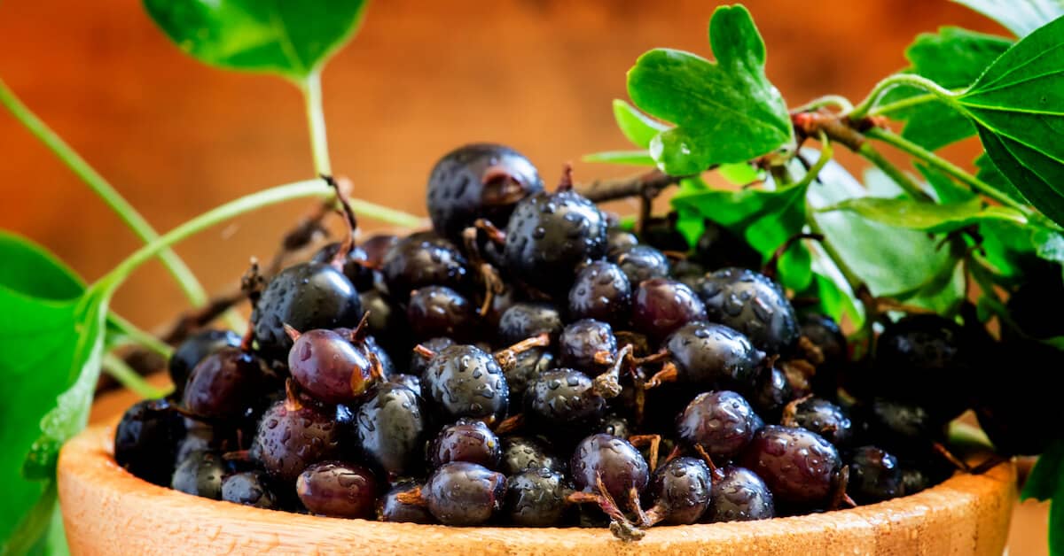 Once a “Forbidden Fruit,”
Now It’s a Champ at Keeping You Healthy about My Sinus Miracle