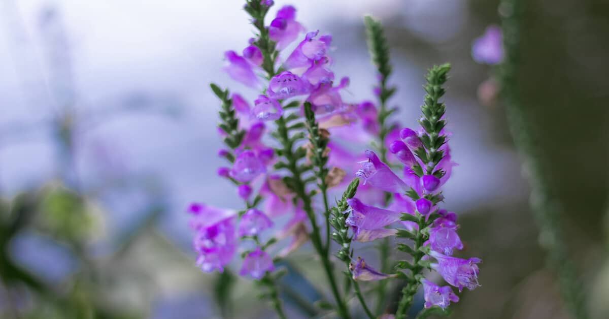 Important Herb in Chinese Medicine Can Help Your Whole Body about ComfortPro