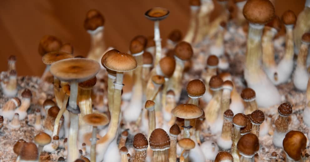 This Healing Food Can Help Relieve Depression about undefined