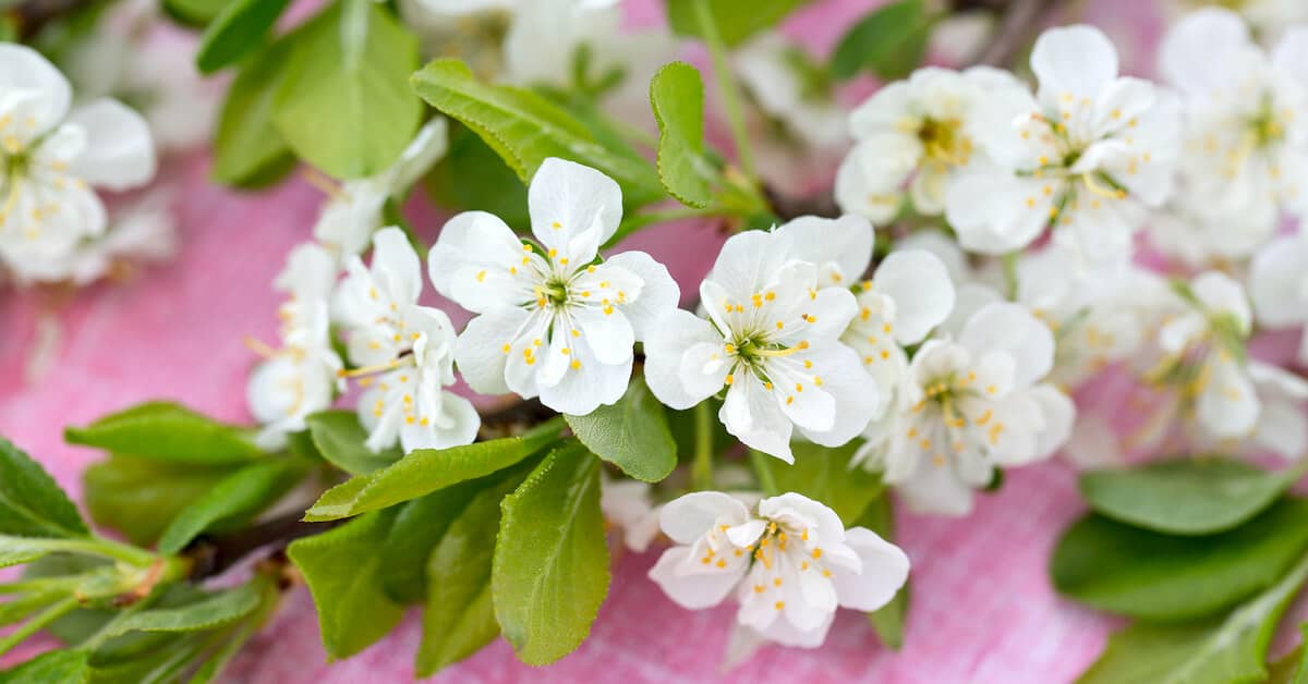 This Forgotten “Magic” Herb Can Save Your Heart about Eye Vitality Plus