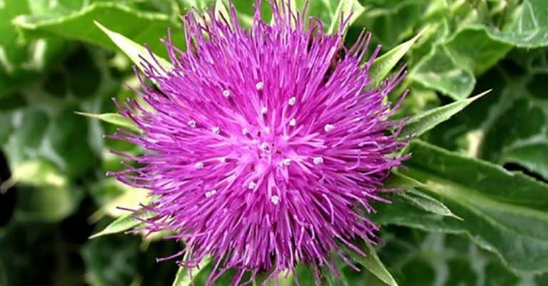 This Herb is Used For More Than 30 Health Conditions about Genesis