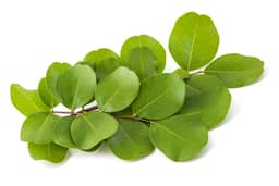 Ingredient Senna leaf extract (20% sennosides) in Colon Ultra Cleanse