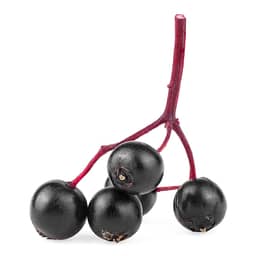 Ingredient Elderberry Fruit Extract 10:1 (10% Anthocyanins) (Sambucus nigra L 14 mg equivalent to 140 mg Elderberry Fruit Powder) in My Sinus Miracle