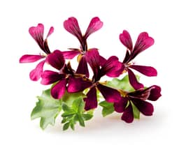 Ingredient Pelargonium Sidoides Root Extract (30:1) (18 mg equivalent to 540mg of dried Pelargonium Sidoides Root Powder) in My Sinus Miracle