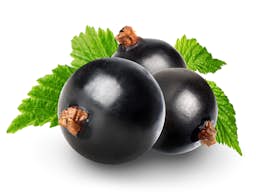 Ingredient Black Currant Fruit Extract (Standardized to 25% Anthocyanins) (Ribes nigrum L. berries) in Stem Cell Restore
