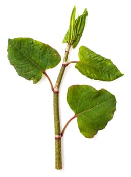 Ingredient Resveratrol 99% in Heart Health Vitalizer