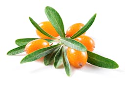 Ingredient CyanthOx™M 30 (Organic Tibetan Sea Buckthorn Extract 100:1) (Standardized to 25-35% Proanthocyanidins/OPGs) in Stem Cell Restore