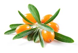 Ingredient CyanthOx™M 30 (Organic Tibetan Sea Buckthorn Extract 100:1) (Standardized to 25-35% Proanthocyanidins/OPGs) in Stem Cell Restore