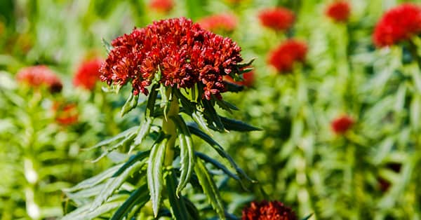 Ancient Herb Is Your Secret Weapon Against Aging about Stem Cell Restore