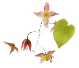 Ingredient Bishop's Hat Extract (Standardized to 50% icarin) (Epimedium sagittatum leaf) in Stem Cell Restore