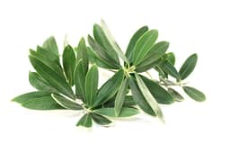 Ingredient Olive Leaf Extract (20% Oleuropein) in My Heart Miracle