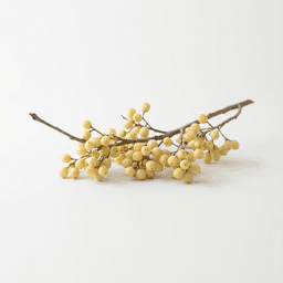 Ingredient Fisetin Extract (from Japanese Wax Tree Rhus succedanea) in RejuvaCell